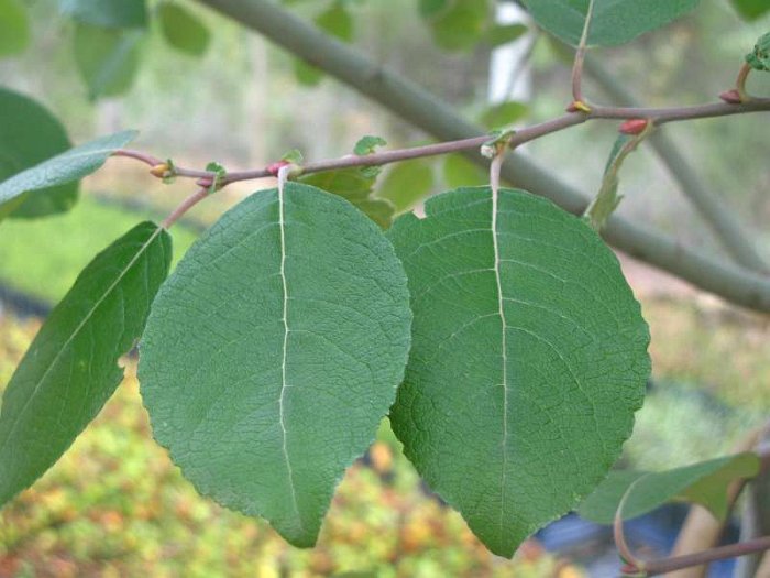 Salix caprea